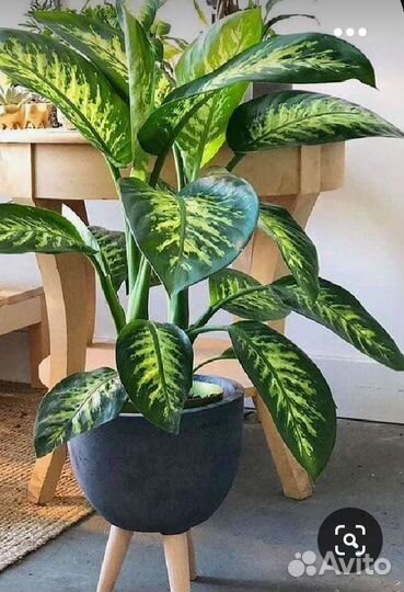 Комнатные растения цветы большие