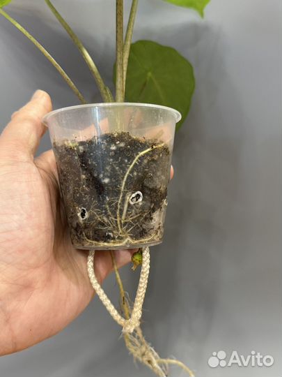 Алоказия Коразон