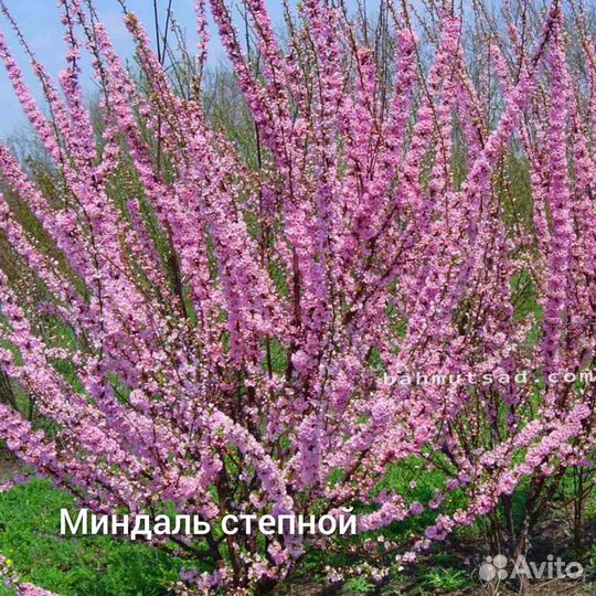 Многолетние садовые растения