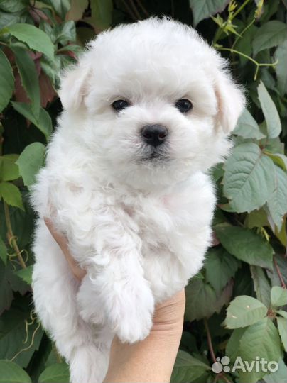 Щеночки Бишон фризе