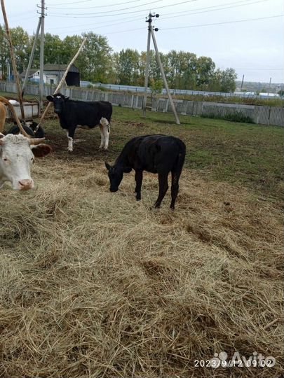 Продаются телки