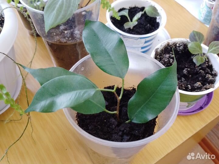 Фикус Бенджамина