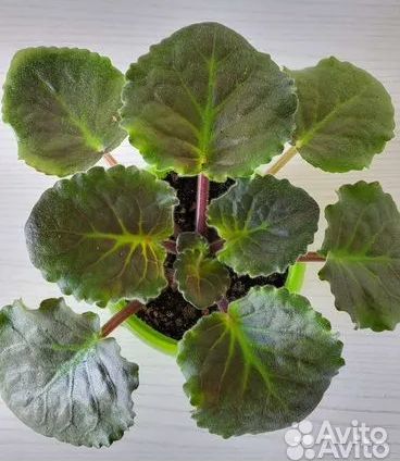 Детки сортовых фиалок