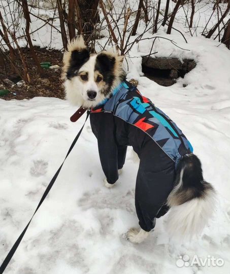 Комбинезон для собак