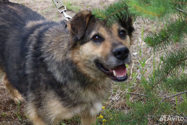 Пёс танкист