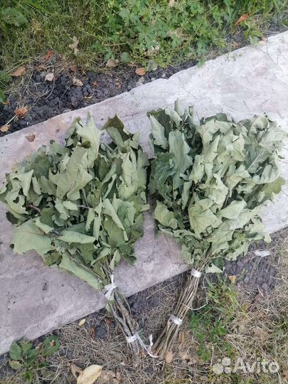 Веники для бани