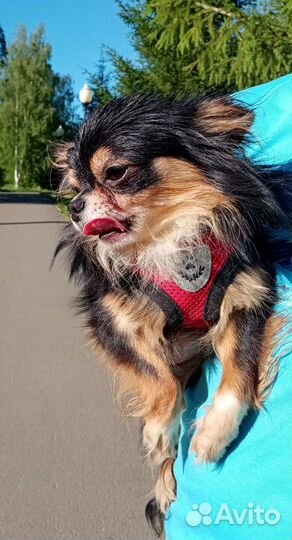 Кобель чихуа для вязок