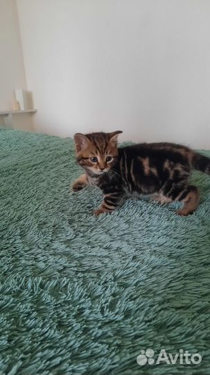 Котик мраморный мальчик