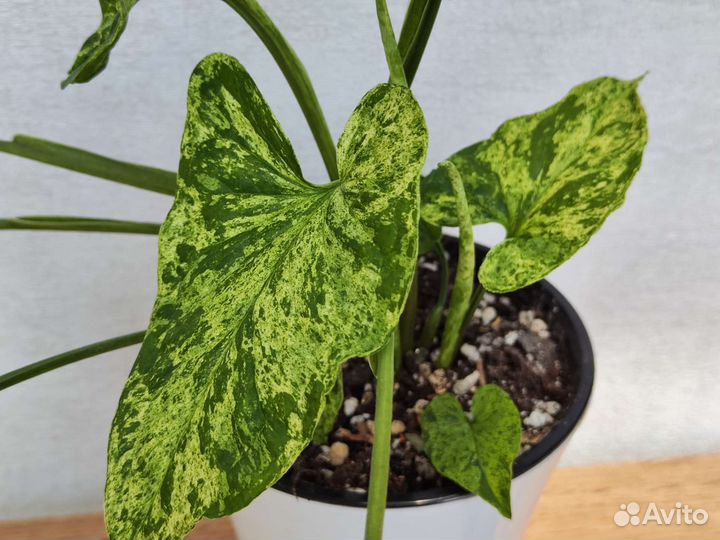 Сингониум моттлед