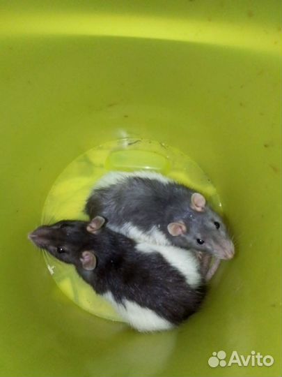 Крыса дамбо