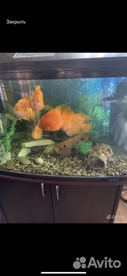 Аквариум с рыбками