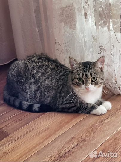 Кошке нужен дом