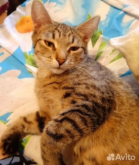 Когда мама приедет В дар котенок 4 мес