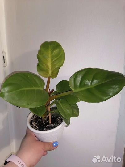 Филодендрон, монстера