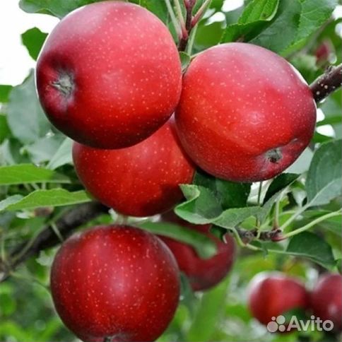 Саженцы яблони «Гала Маст»