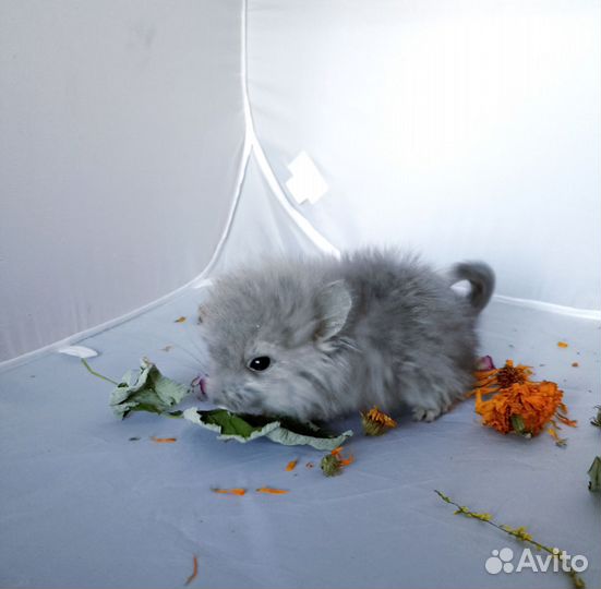 Шиншилла Фиолетовая Ангора