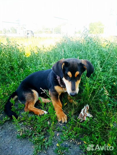 Собака в добрые руки отдам бесплатно