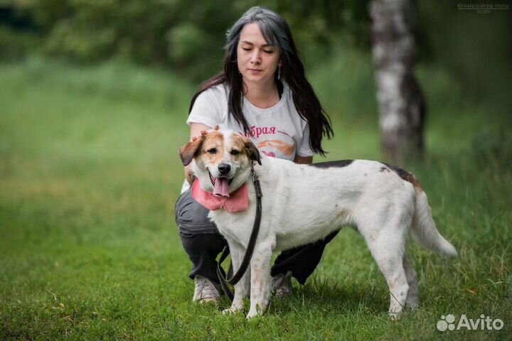 Красивая собака в добрые руки