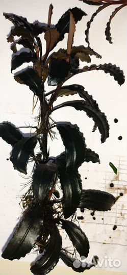 Буцефаландра