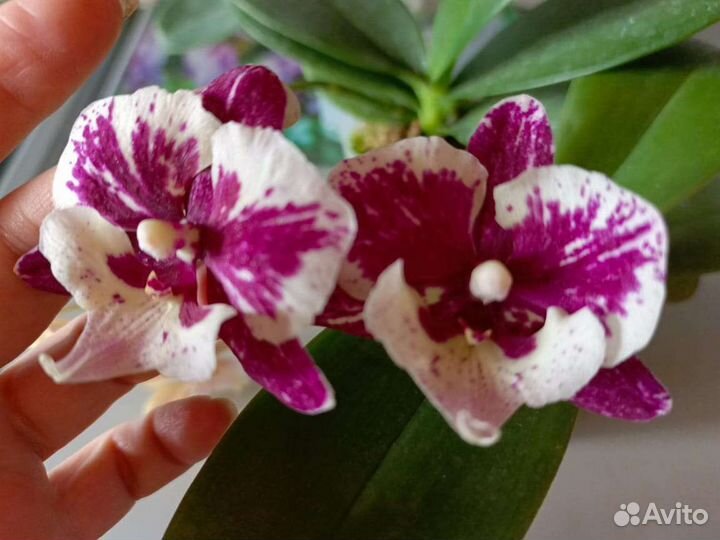 Орхидея фаленопсис биг лип