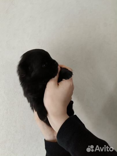 Отдам щенка в добрые руки