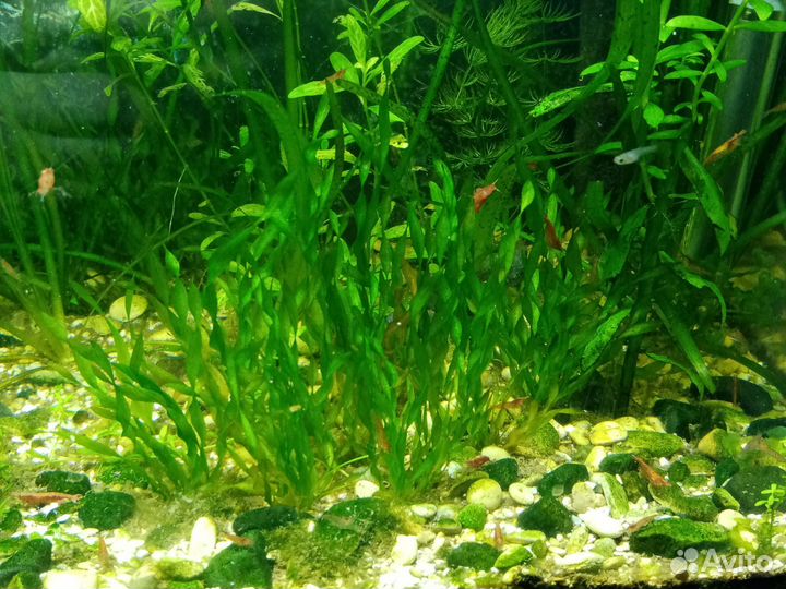 Аквариумные растения