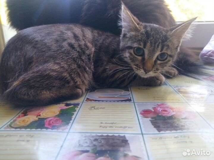 Кошка девочка 2.5 месяца