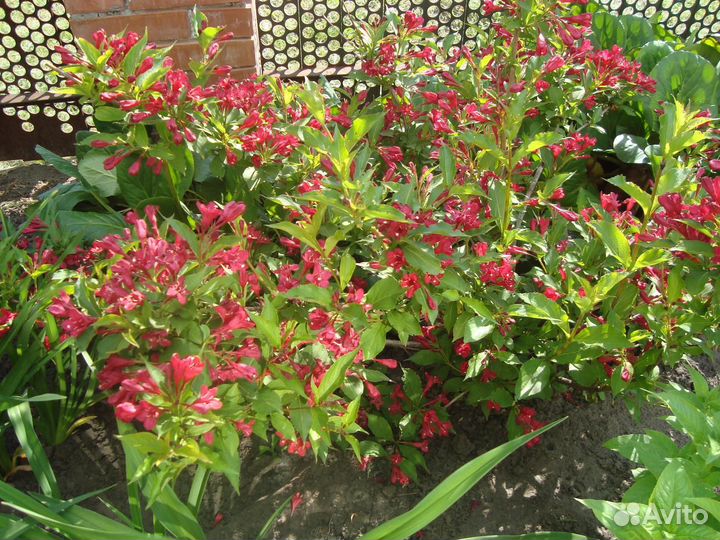 Гортензия, спирея, вейгела