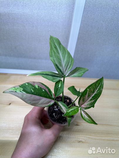 Комнатные цветы