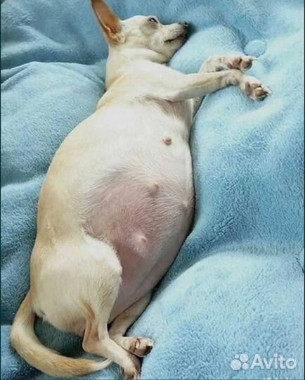 Ветеринарный врач на дом / Выезд / Кастрация