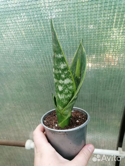 Сансевьерии Муншайн, Кирки и др