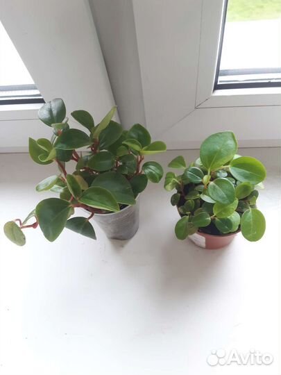 Растения по 50-150