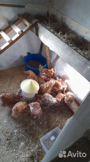 Домашние куриные яйца