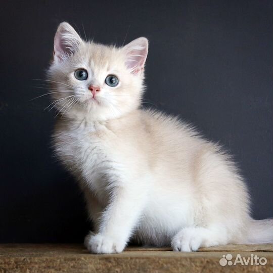 Британская шиншилла лиловая - мальчик