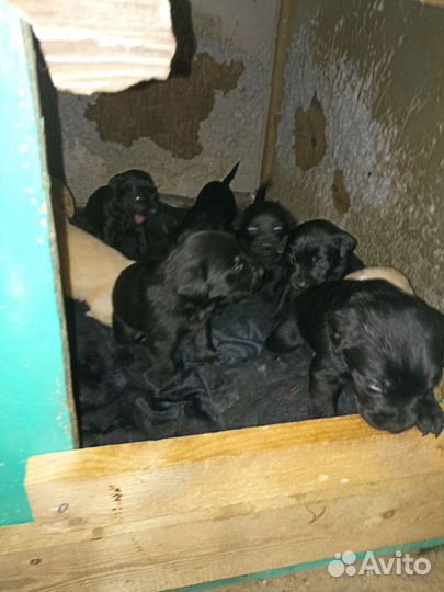 Лабродетки