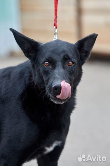 Собака из приюта