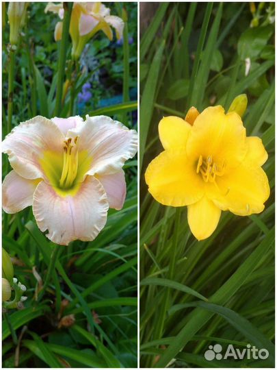 Многолетние цветы для сада