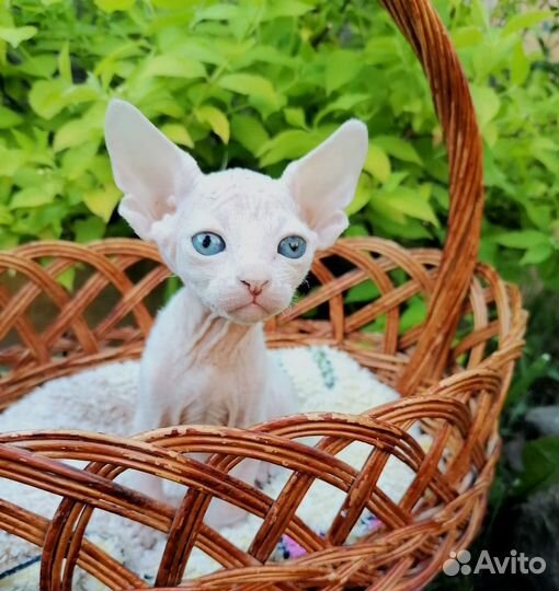 Канадский сфинкс