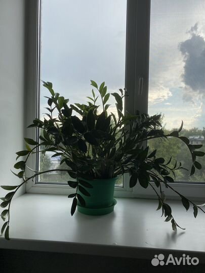 Замиокулькас