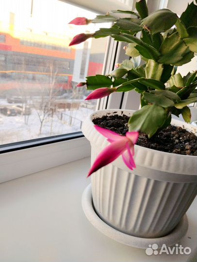 Декабрист шлюмбергера