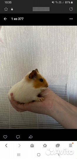 Морская свинка