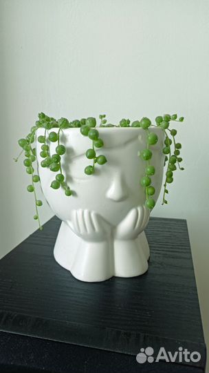 Крестовник роули