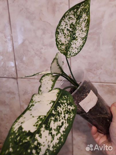 Набор аглаонем