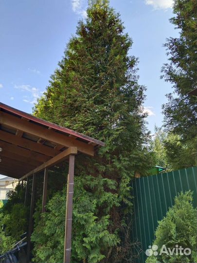 Туя брабант