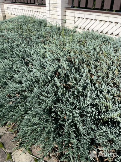 Можжевельник