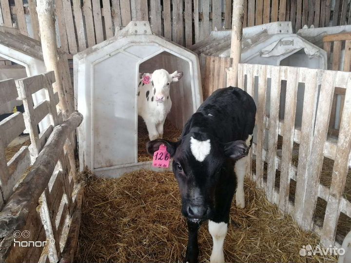 Бычки на откорм