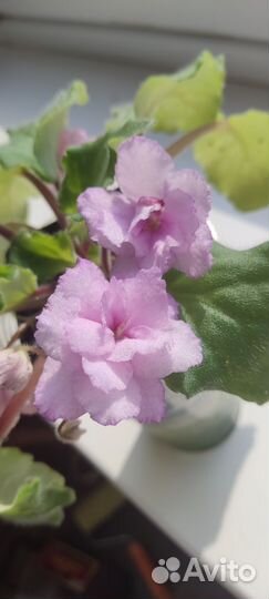 Фиалки сортовые (стартер и пасынок)