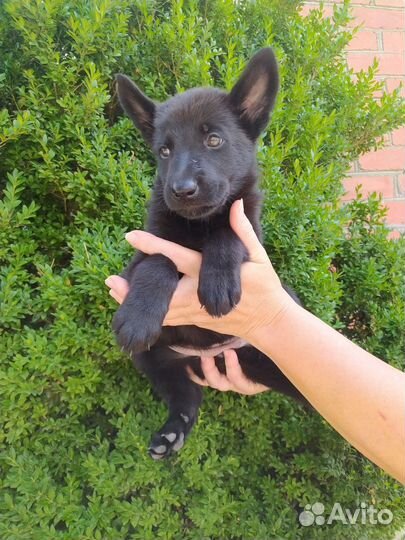 Немецкая овчарка