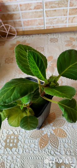 Глоксиния цветущая