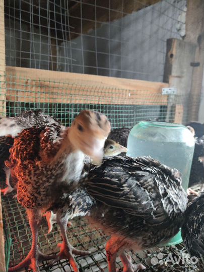 Индюшата.инкубационное яйцо кур Петухи